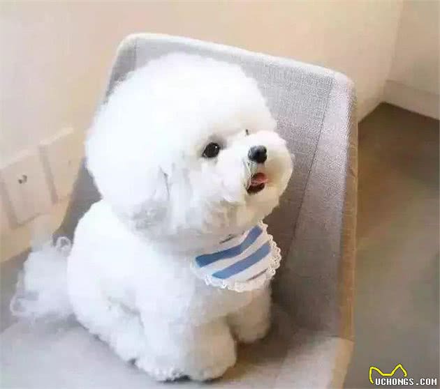教你挑选一只品相好的比熊幼犬