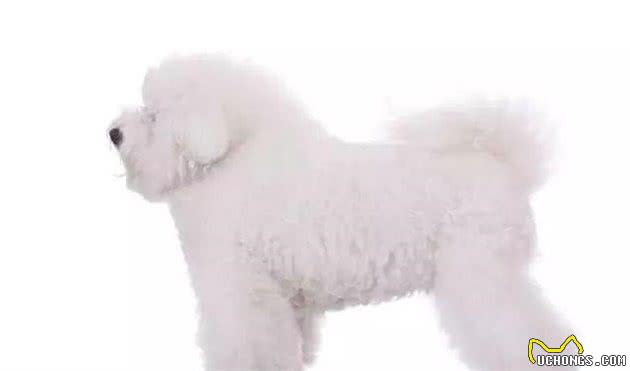 教你挑选一只品相好的比熊幼犬