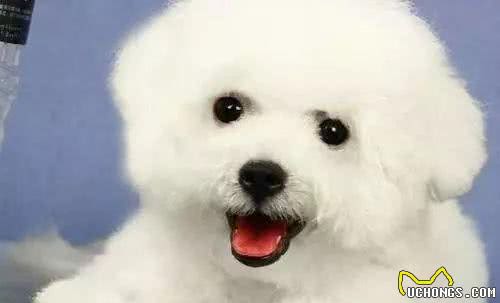 教你挑选一只品相好的比熊幼犬