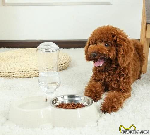 泰迪犬呕吐黄水怎么回事呀呀？如何解决？