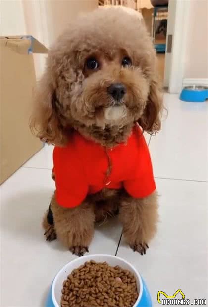 泰迪犬呕吐黄水怎么回事呀呀？如何解决？