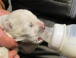 新生幼犬注意事项