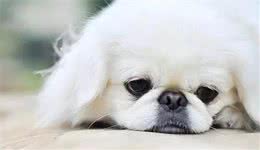 京巴犬在国外成为“网红狗”，国内却很少有人养，原因有许多