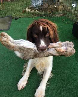 六成狗狗过胖！原因居然因为是犬粮？