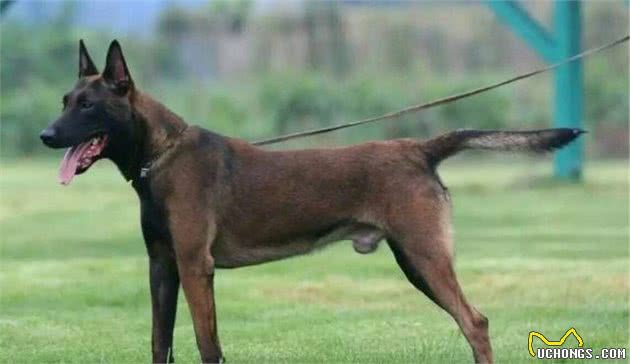 昆明犬、马犬、东德犬和德牧犬你会选择哪一种犬来看家护院呢？