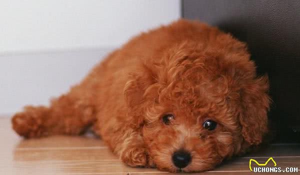 高智商的泰迪犬会有这些行为，你家泰迪犬有吗？