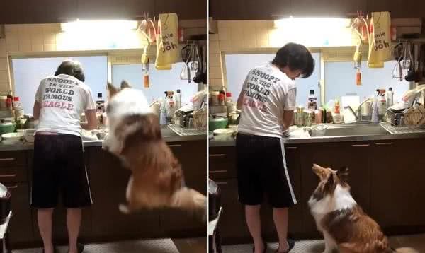 喜乐蒂犬疯狂跳跃 妈一个眼神它坐好