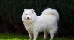 萨摩耶犬的6大优点，谁会不喜欢？