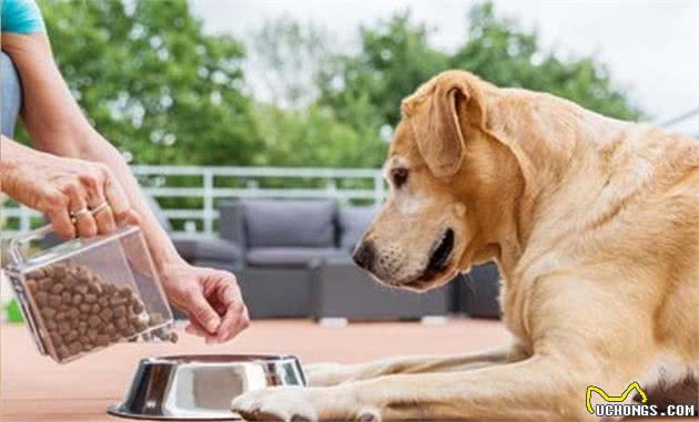 千万别错过哦，性价比超高的犬粮清点