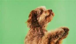 想要训练好奥达猎犬都有哪一些训练的技巧呢？