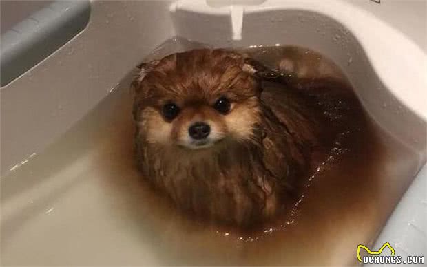 饲养博美幼犬时，这8大雷区，碰不得！