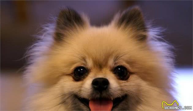 饲养博美幼犬时，这8大雷区，碰不得！