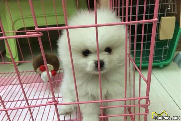 饲养博美幼犬时，这8大雷区，碰不得！