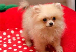 饲养博美幼犬时，这8大雷区，碰不得！