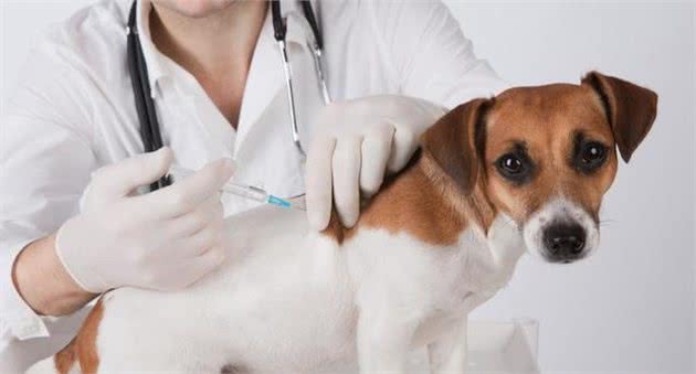 狂犬疫苗的有效期是多久？不想得狂犬病，这些注意事项要牢记！