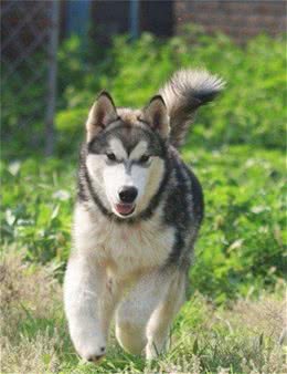 给犬犬洗脸的方法以及注意事项，别再让你的犬受伤