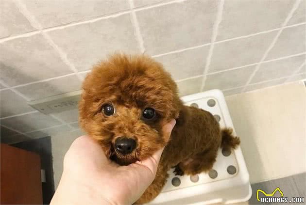 如何分辨泰迪犬是否纯种？关键看这5点