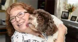 劝你不要再这样饲养贵宾犬，不然它的寿命都要减半