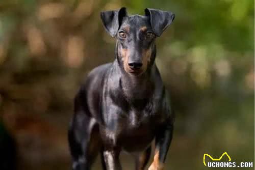 你以为小型犬都很温顺乖巧？下面这五种狗可谓是小狗中的战斗机