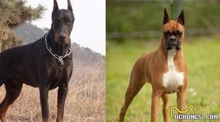 拳师犬与杜宾哪一个美观？都是剪耳气质却不同