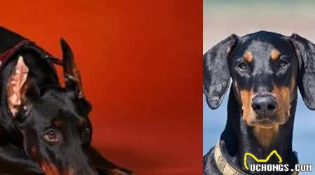 拳师犬与杜宾哪一个美观？都是剪耳气质却不同