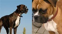 拳师犬与杜宾哪一个美观？都是剪耳气质却不同
