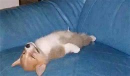 怎样判别狗狗是否会攻击人？看它这5种行为就行，了解错了会被咬