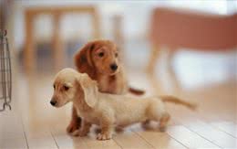 腊肠犬如何训练？