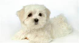 冬季养狗的注意事项