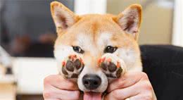 柴犬的5大缺陷，饲养前请三思