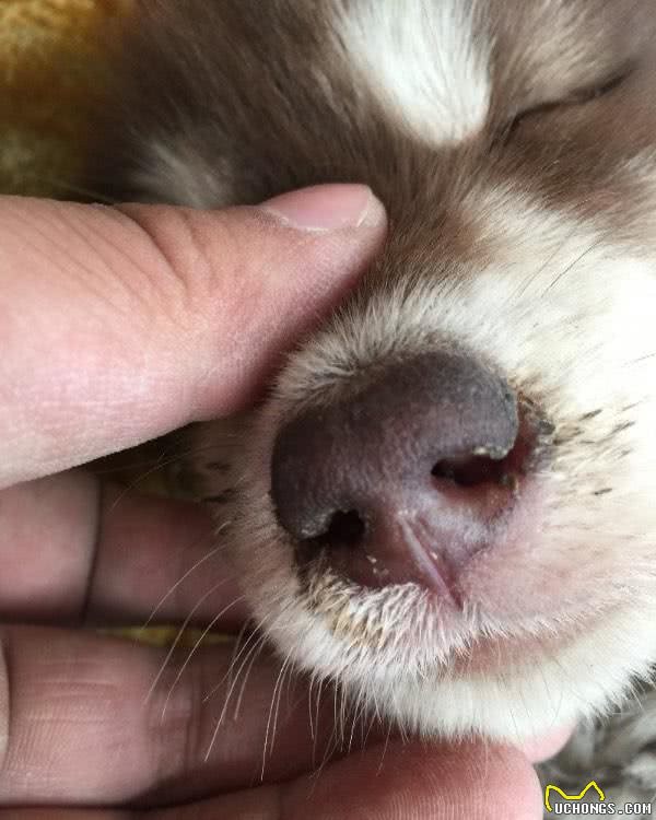 狗狗感冒的七大症状，主人千万别不当一回事！