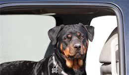 罗威纳犬的饲养注意事项
