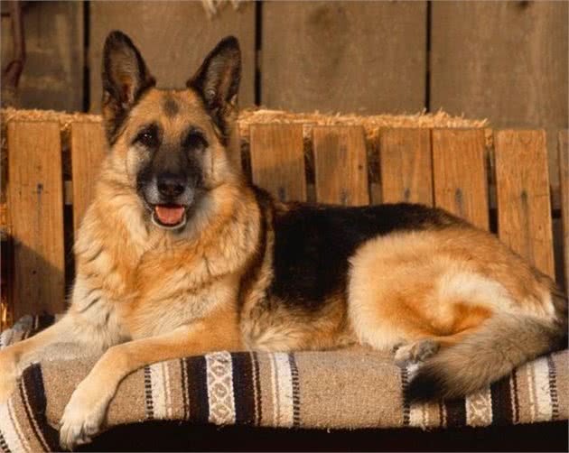怎样区分牧羊犬,你对牧羊犬了解多少?来看看5个品种的诠释