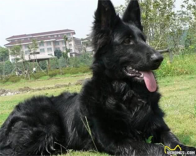 怎样区分牧羊犬,你对牧羊犬了解多少?来看看5个品种的诠释