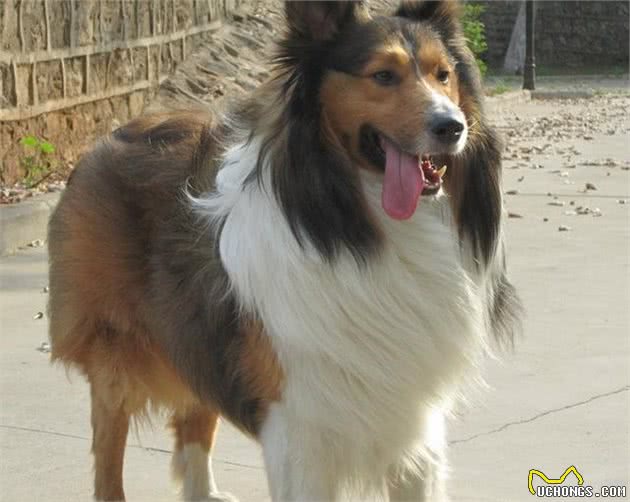 怎样区分牧羊犬,你对牧羊犬了解多少?来看看5个品种的诠释