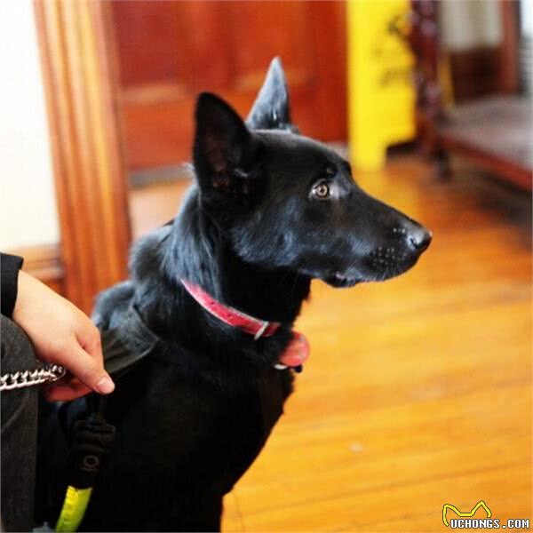 我家的纯黑色德国牧羊犬，很多人都认错
