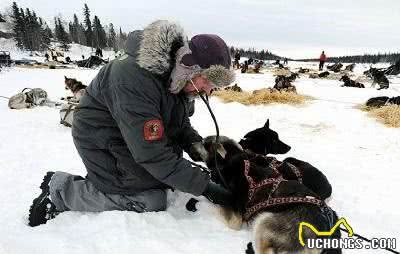 阿拉斯加雪橇犬，震撼的瞬间，也许以后的我们再也看不到了……