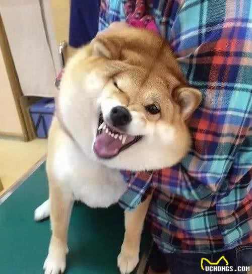 如何让狗狗身体变健康？关键是有没有做到这九点！