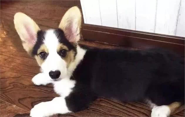 柯基犬中的哈士基，这是二哈的弟弟二柯吧！
