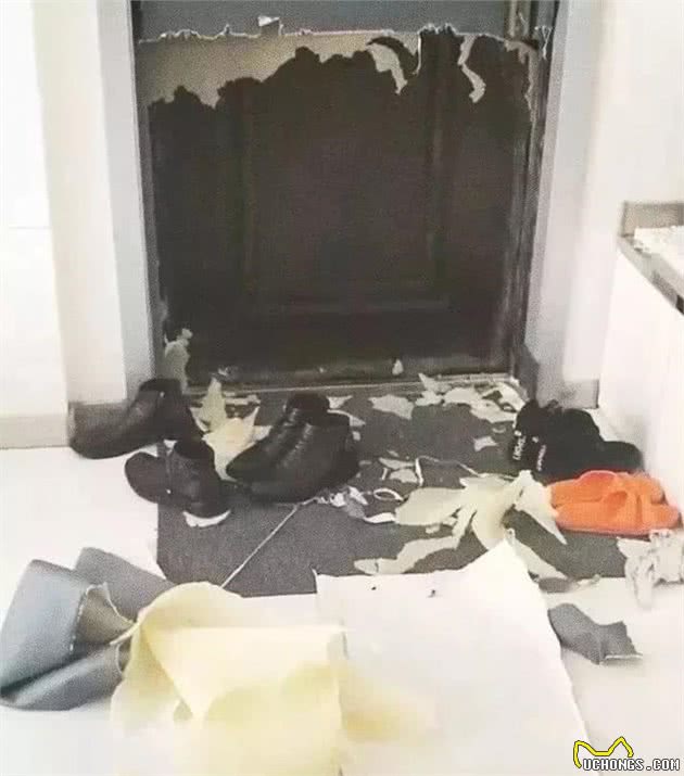 柯基犬中的哈士基，这是二哈的弟弟二柯吧！