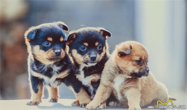 中华田园犬，传统称呼为“土狗”，其实他是”中华神犬“
