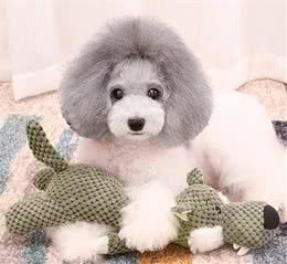 对于犬来说，只要是主人给的，惩罚也能变成奖励