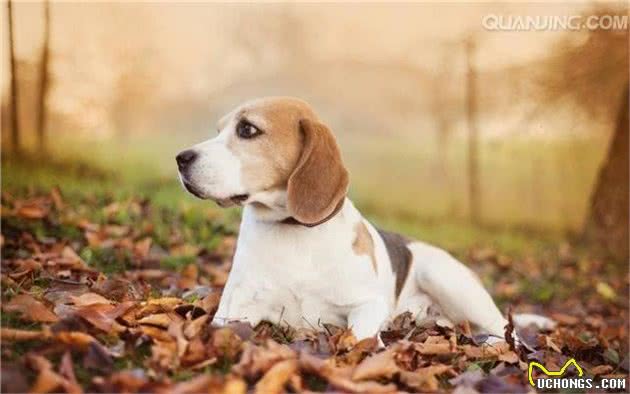 犬粮六大必备营养素之—蛋白质