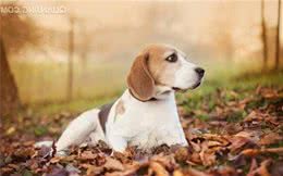 犬粮六大必备营养素之—蛋白质