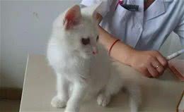 铲屎官必看：爱宠生病再也不必慌，宠物也能买保险！