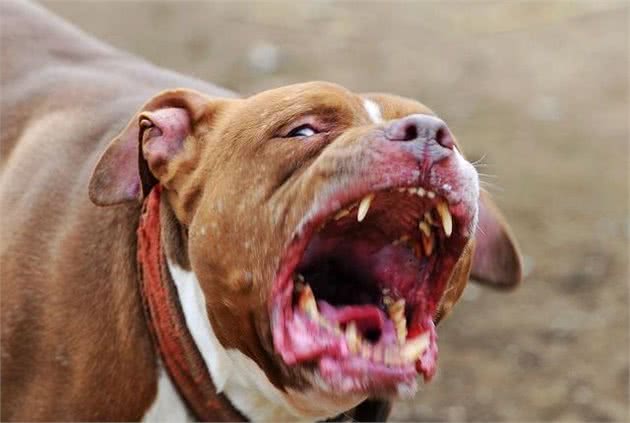 世界10大猛犬,藏獒只能排最后?