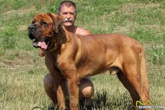 世界10大猛犬,藏獒只能排最后?