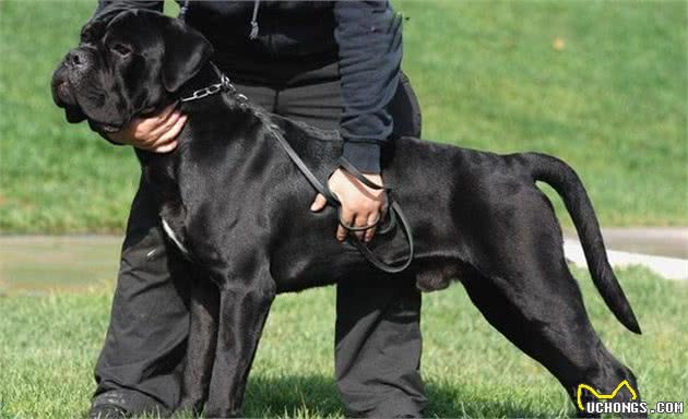世界10大猛犬,藏獒只能排最后?