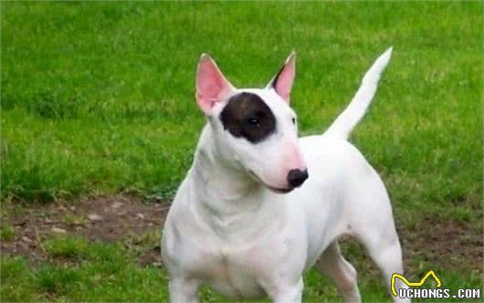 世界10大猛犬,藏獒只能排最后?