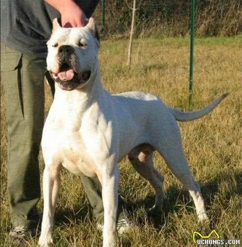 世界10大猛犬,藏獒只能排最后?